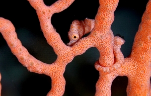 Raja Ampat 2019 - DSC07460_rc - Denises pygmy seahorse  - Hippocampe denise - Hippocampus denise